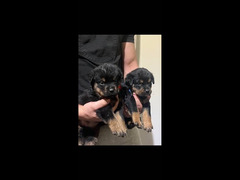 Rottweiler Puppies - 1