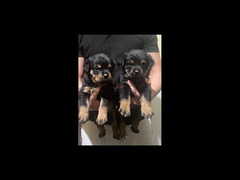 Rottweiler Puppies - 2