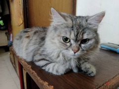 قطة رومي رمادية للتبني مجانا