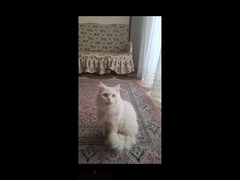 cat for adoption قطه للتبني - 1