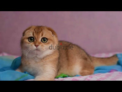 Scottish fold cat Golden Chinchilla From Russia - 2