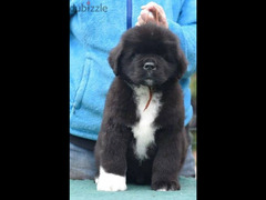 Black Newfoundland Puppy Male From Russia