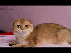 Scottish fold cat Golden Chinchilla From Russia - 3