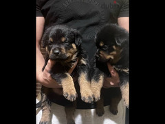 Rottweiler Puppies - 3