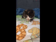 قطط شيرازي مون فيس بيور - 2