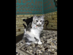 قطة إيغورا تركي متطعمه عمرها ٣شهور