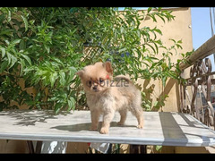 Pomeranian teacup puppy vaccinated بوميرانيان متطعم 50 يوم