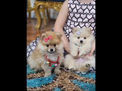 Pomeranian puppies - 1