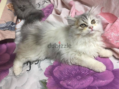 Persian cats  قطط شيرازي
