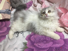 Persian cats  قطط شيرازي - 2