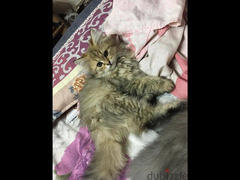 Persian cats  قطط شيرازي - 3