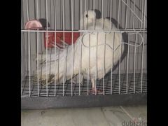 Australian Fantail pigeon for sale / حمامة ذيل المروحة الأسترالية