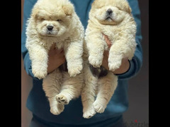 best cream chow chow puppies - 1