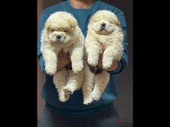 best cream chow chow puppies - 2