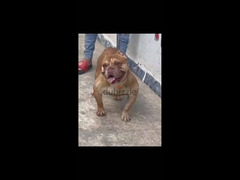 دكر بولي للجواز فقط American bully