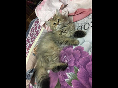 Persian cats  قطط شيرازي - 4