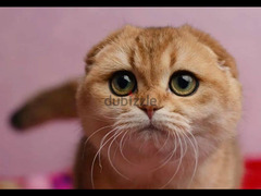 Scottish fold cat Golden Chinchilla From Russia - 5