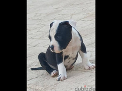 pitbull puppies for sale (males & females) - 5