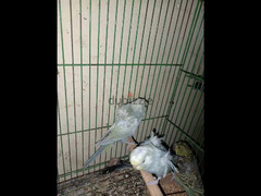 عصافير فلل رينبو ورمادي - 5