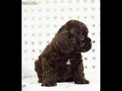 available for sale top quality American cocker puppies - 5