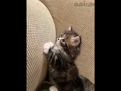 احلي قطط شيرازي وهيمالايا شوكليت في مصر بيور اب بولندي - 5