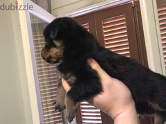 Rottweiler Puppies - 5