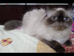 قطة هيمالايا شوكليت بيكي فيس زرار - 5