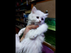قطط شيرازي للبيع - 5