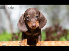 Mini Dachshund Puppies Fci 2 Months