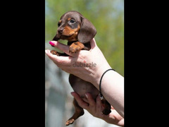 Mini Dachshund Puppies Fci 2 Months - 2