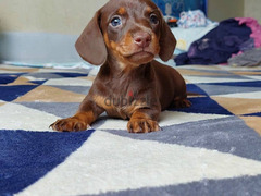 Chocolate Dachshund From Russia - 2
