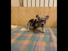 French bulldog Merle Male From Russia