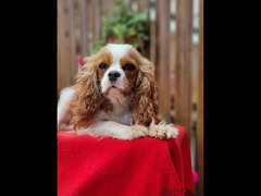 Cavalier King Charles spaniel Male Fci from Russia