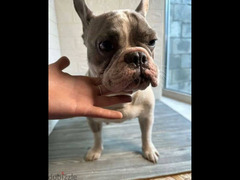 French bulldog Merle Male From Russia - 2