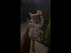 Egyptian Mau kitten for adoption