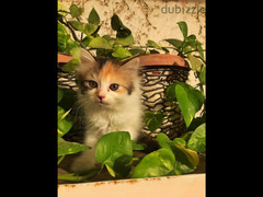 chinchilla-Ragdoll kitten