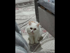 قطه انثي طالبه تزاوج مطلوب قط ذكر والاستضافه عندي - 2