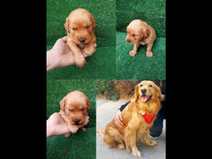 اتقل جراوي جولدن اولاد البطل كوڤو golden retriever