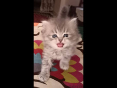 persian kitten male - 1
