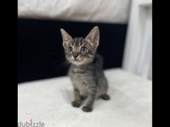 Cute tabby kitten. Trained to litter box. Clear and calm boy.