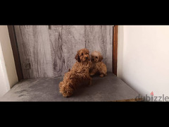 poodle puppies جراوي بودل - 2