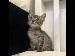 Cute tabby kitten. Trained to litter box. Clear and calm boy. - 2
