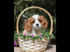 Cavalier King Charles spaniel Female From Russia - 1