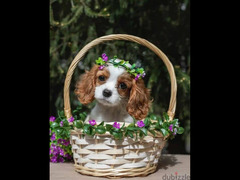 Cavalier King Charles spaniel Female From Russia - 2