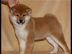 Shiba Inu Male From Russia with all documents