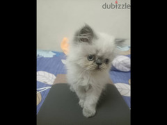 Cute persian kitten - white cream colored. 3 Months