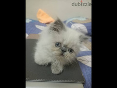 Cute persian kitten - white cream colored. 3 Months - 2