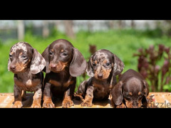 Mini Dachshund Puppies Fci 2 Months - 3