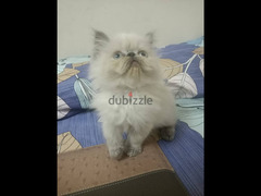 Cute persian kitten - white cream colored. 3 Months - 3