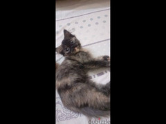 قطة هيمالايا عمر ٣ شهور بنت للبيع في الهرم